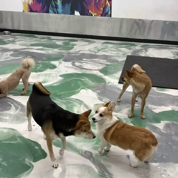 Dog enjoying a boarding stay at K9 Rox Club